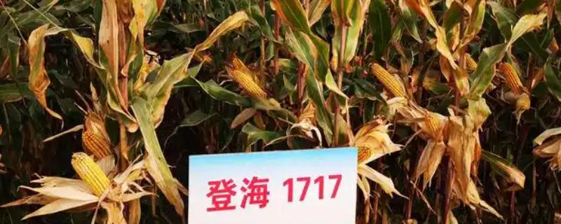 登海1717玉米的特征特性，出苗至成熟101.3天