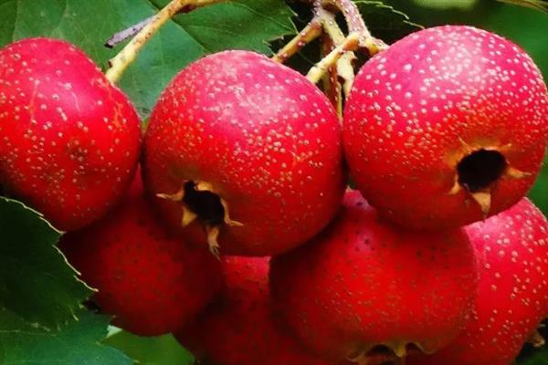 山楂是什么季节的水果,属于秋季的时令水果