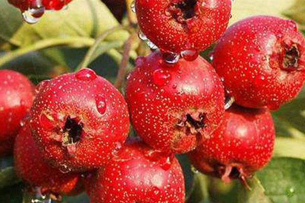 山楂是什么季节的水果,属于秋季的时令水果