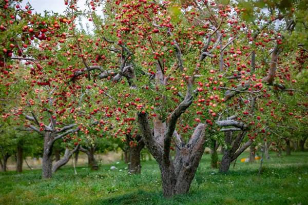 山楂是什么季节的水果,属于秋季的时令水果
