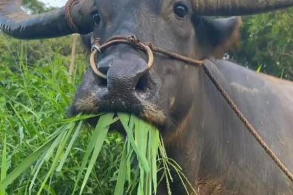 甜象草与皇竹草的区别，产地、生长环境和叶片均不同