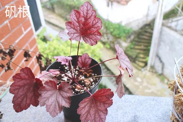 不怕冻的花卉有哪些，茶花、杜鹃花、一叶兰等品种具有一定的耐寒性