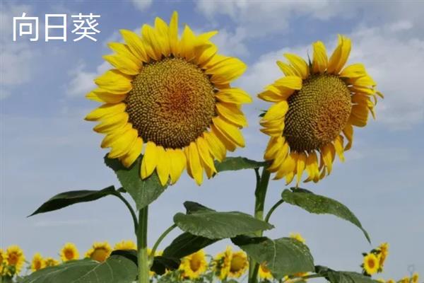 不怕冻的花卉有哪些，茶花、杜鹃花、一叶兰等品种具有一定的耐寒性