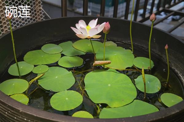 不怕冻的花卉有哪些，茶花、杜鹃花、一叶兰等品种具有一定的耐寒性