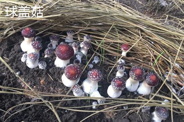 林下种植什么作物最简单，可选择竹荪、球盖菇、鸡血藤等