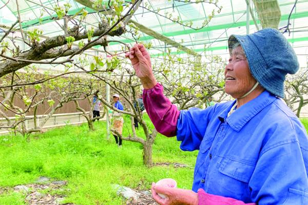 畸形梨怎么防治，根据引发原因采取针对性举措