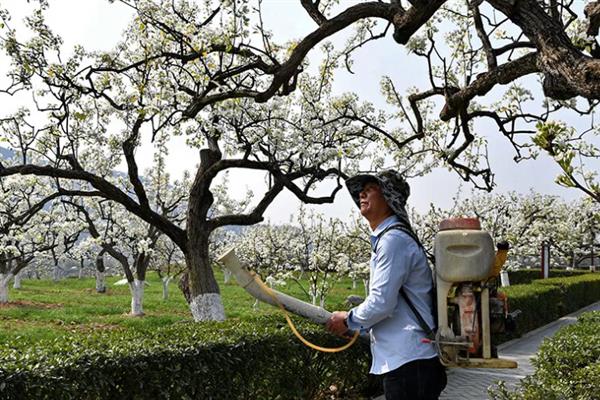 畸形梨怎么防治，根据引发原因采取针对性举措