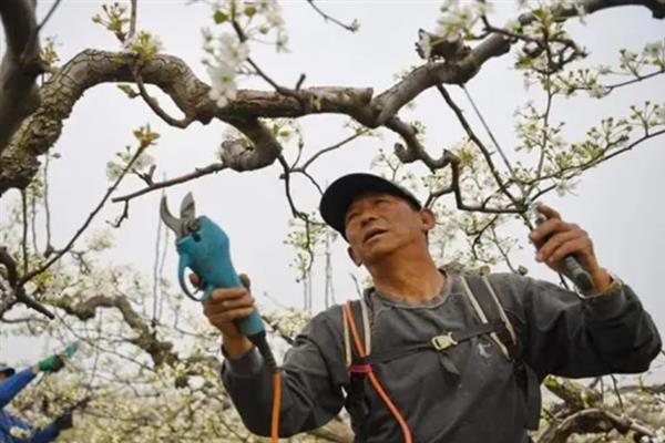 畸形梨怎么防治，根据引发原因采取针对性举措