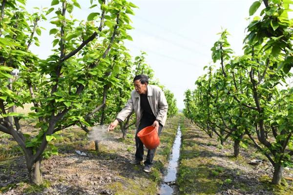 畸形梨怎么防治，根据引发原因采取针对性举措