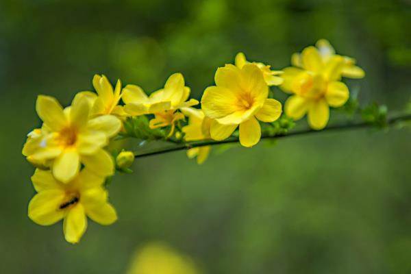 哪些花在秋天开放，有桂花、菊花、迷迭香等品种