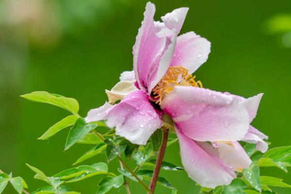 哪些花在秋天开放，有桂花、菊花、迷迭香等品种