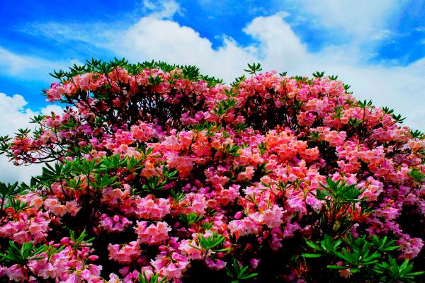 杜鹃花掉叶子的原因，一般是水肥不当、水土偏碱等因素造成