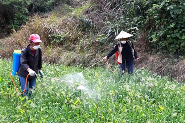 除草剂的适宜喷施时间，在杂草2-3叶期打药效果较好