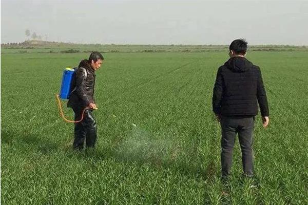 除草剂的适宜喷施时间，在杂草2-3叶期打药效果较好