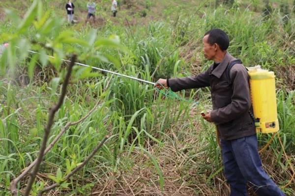 除草剂的适宜喷施时间，在杂草2-3叶期打药效果较好