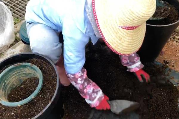 牡丹的叶片有焦边怎么办，剪除叶片并将植株养在阴凉的环境中