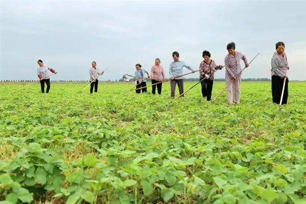 大豆秕粒的原因，主要原因是叶片功能逐渐衰退