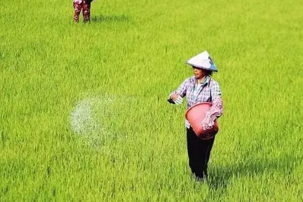 水稻什么时间施肥好，移栽前就需要施足基肥