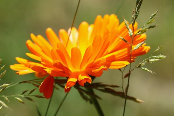 金盏花的花语，寓意绝望、黑暗等