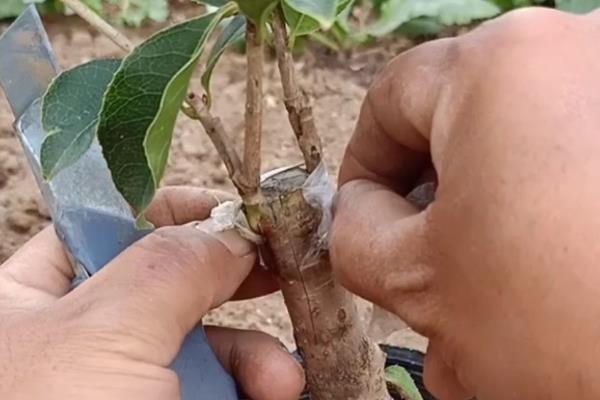 10月份能否移栽桂花树，此时正值最佳移栽期