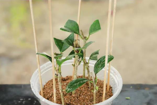 10月份能否移栽桂花树，此时正值最佳移栽期