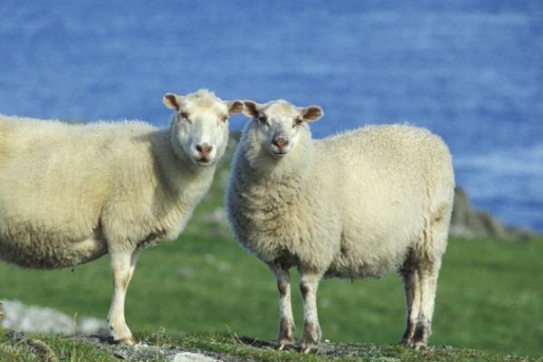 小尾寒羊的外形特征,身体呈圆筒形、前躯和后躯较发达