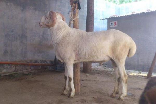 小尾寒羊的外形特征,身体呈圆筒形、前躯和后躯较发达