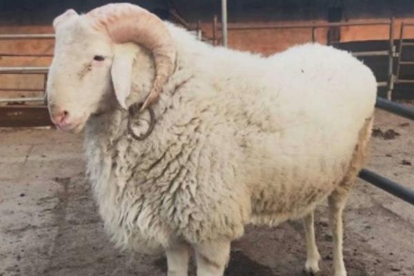 小尾寒羊的外形特征,身体呈圆筒形、前躯和后躯较发达