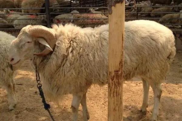 小尾寒羊的外形特征,身体呈圆筒形、前躯和后躯较发达