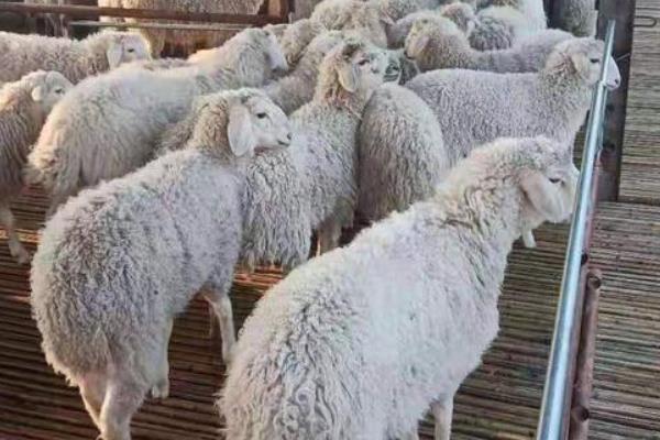 小尾寒羊的外形特征,身体呈圆筒形、前躯和后躯较发达