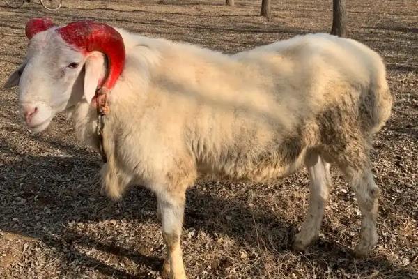 小尾寒羊的外形特征,身体呈圆筒形、前躯和后躯较发达