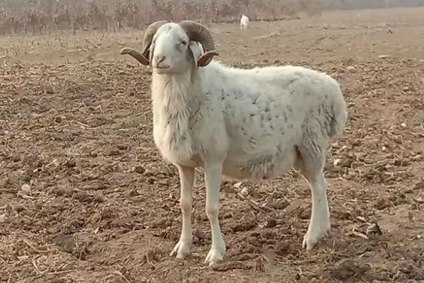 小尾寒羊的外形特征,身体呈圆筒形、前躯和后躯较发达