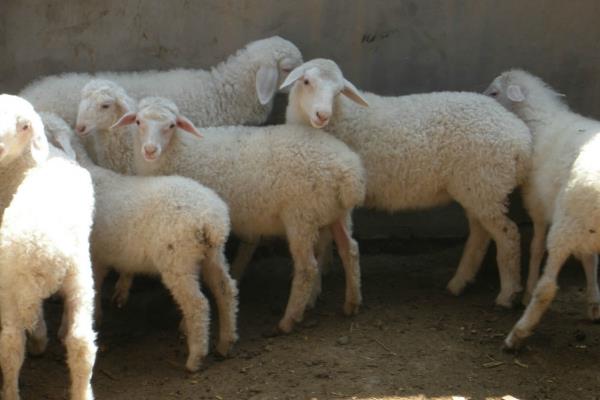 小尾寒羊的外形特征,身体呈圆筒形、前躯和后躯较发达