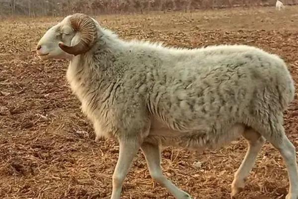 小尾寒羊的外形特征,身体呈圆筒形、前躯和后躯较发达