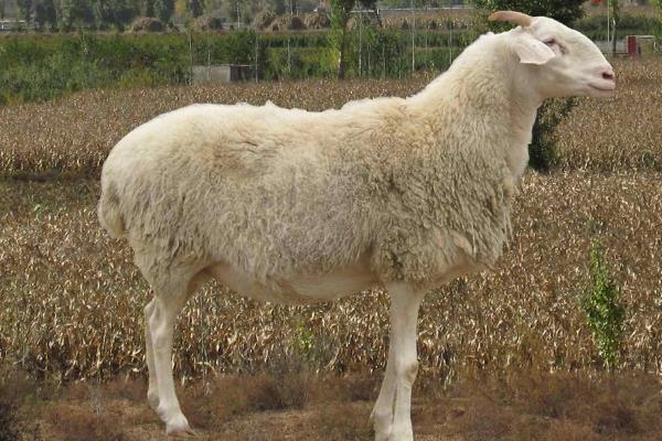 小尾寒羊的外形特征,身体呈圆筒形、前躯和后躯较发达