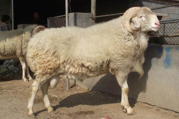 小尾寒羊的外形特征,身体呈圆筒形、前躯和后躯较发达