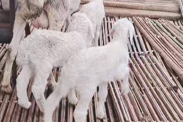 小尾寒羊的外形特征,身体呈圆筒形、前躯和后躯较发达