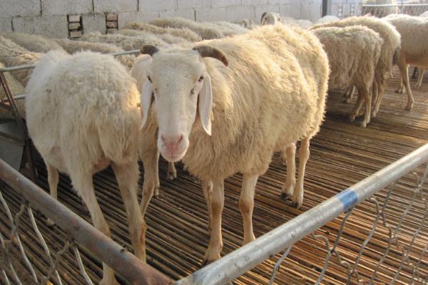 小尾寒羊的外形特征,身体呈圆筒形、前躯和后躯较发达