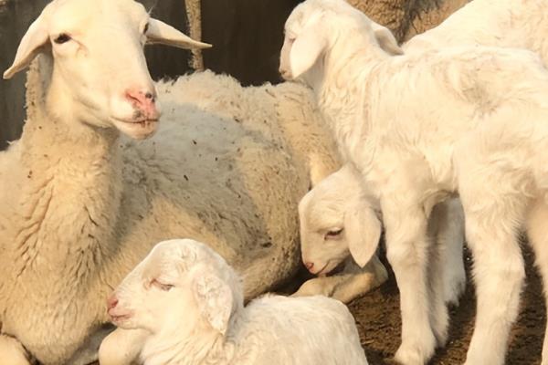 小尾寒羊的外形特征,身体呈圆筒形、前躯和后躯较发达