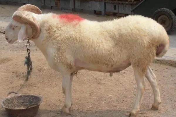 小尾寒羊的外形特征,身体呈圆筒形、前躯和后躯较发达