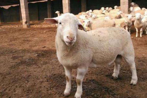 小尾寒羊的外形特征,身体呈圆筒形、前躯和后躯较发达