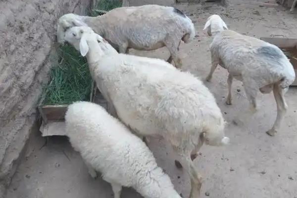 小尾寒羊的外形特征,身体呈圆筒形、前躯和后躯较发达