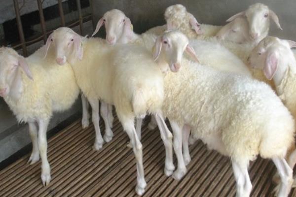 小尾寒羊的外形特征,身体呈圆筒形、前躯和后躯较发达