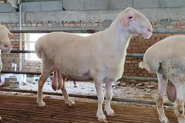 小尾寒羊的外形特征,身体呈圆筒形、前躯和后躯较发达