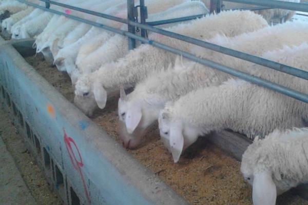 小尾寒羊的外形特征,身体呈圆筒形、前躯和后躯较发达