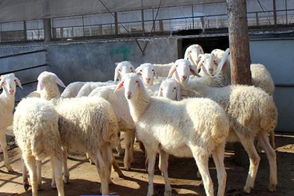 小尾寒羊的外形特征,身体呈圆筒形、前躯和后躯较发达