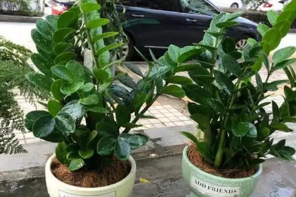 金钱树适合哪种花盆,可以选择瓦盆、陶瓷盆等