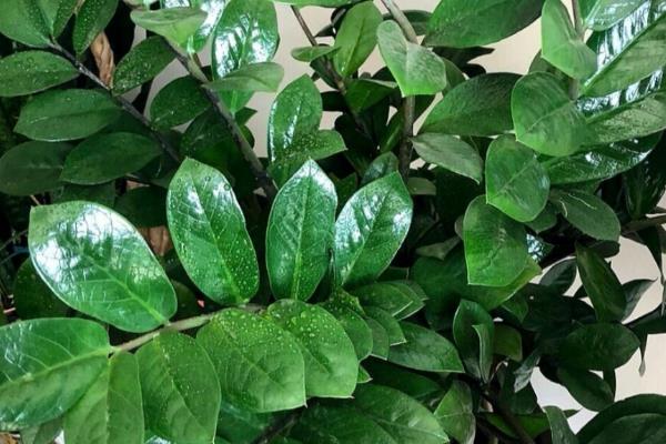 金钱树适合哪种花盆,可以选择瓦盆、陶瓷盆等