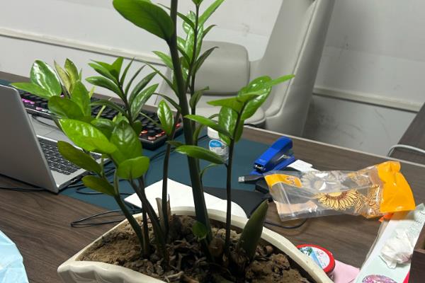 金钱树适合哪种花盆,可以选择瓦盆、陶瓷盆等