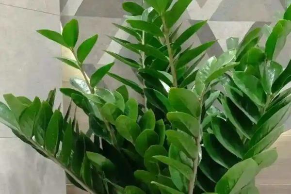 金钱树适合哪种花盆,可以选择瓦盆、陶瓷盆等